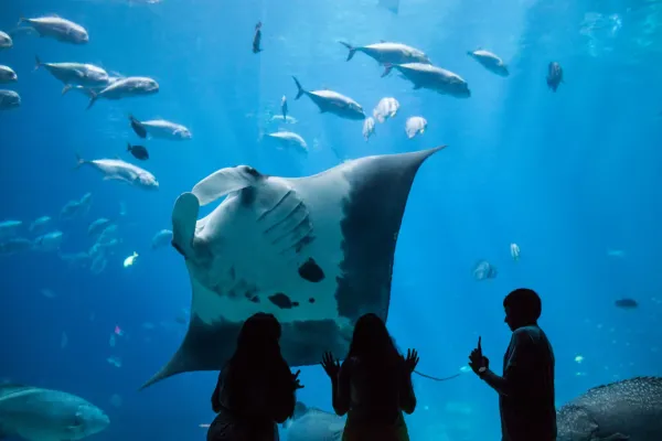 Georgia Aquarium