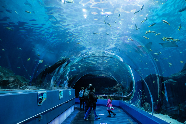 Georgia Aquarium Tunnel
